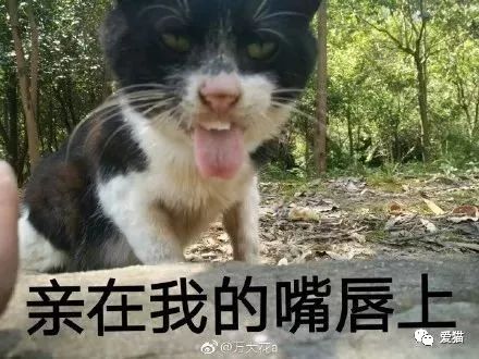 同样是猫，丑起来也是各有千秋啊~