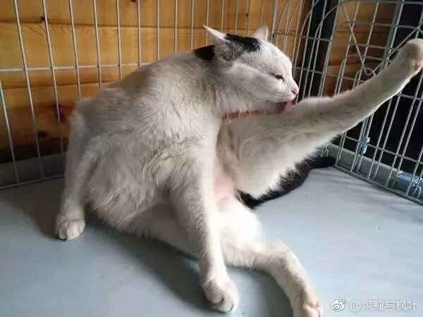 猫谱 因相成名,因名成谱《蓝毛毛找猫》24:猫出有名