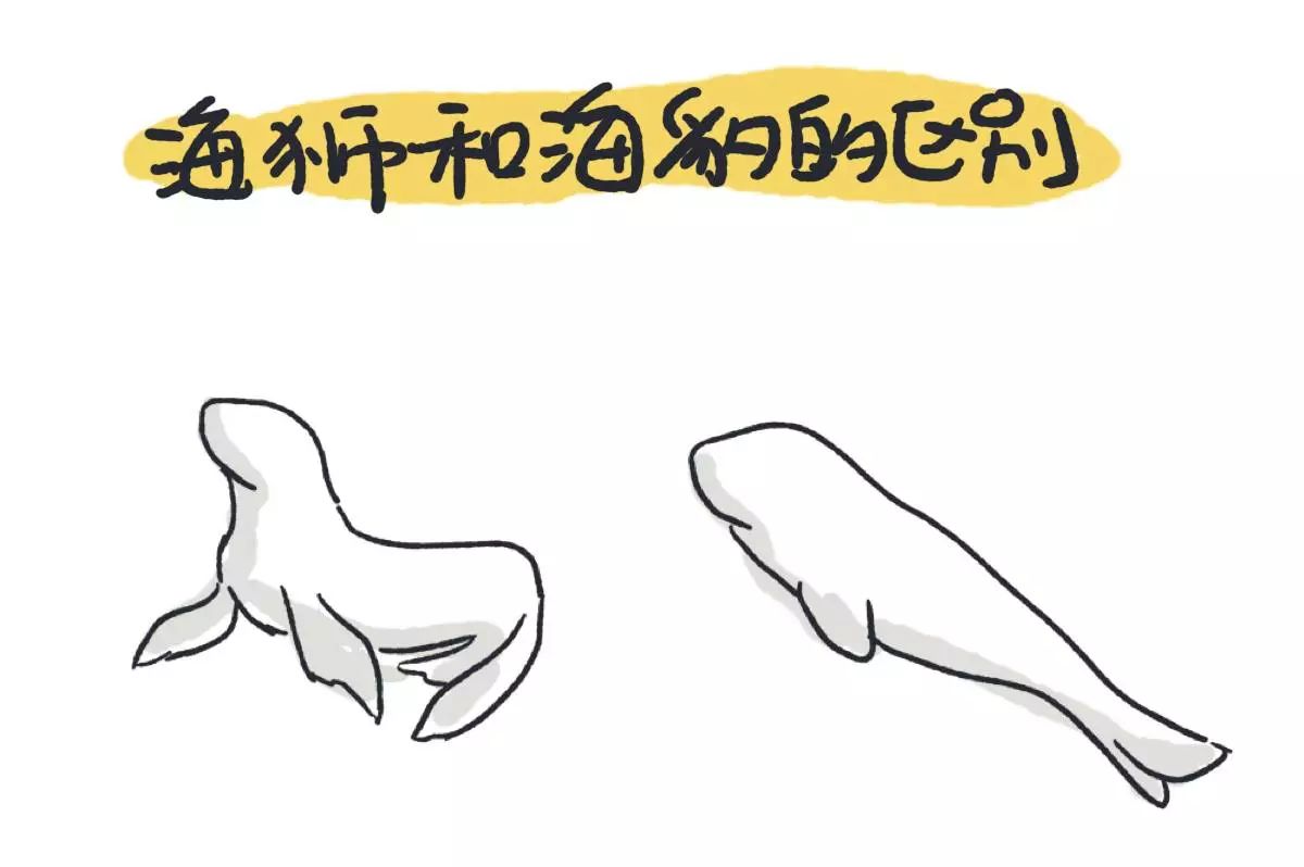 海狮海豹区别,海狮和海豹的区别(第12页)_大山谷图库