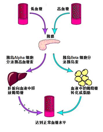 肥胖人口下降_世界肥胖人口占比图片(2)