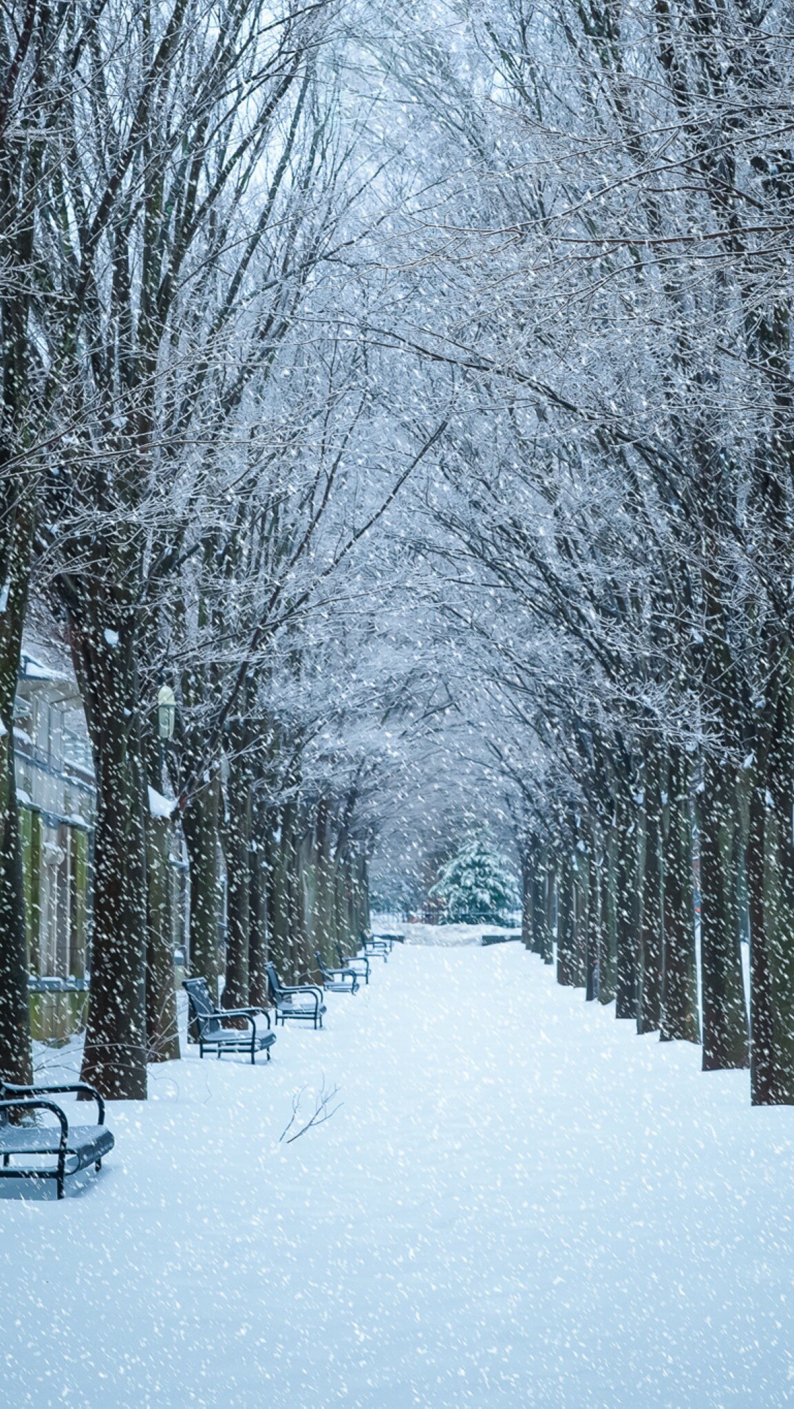 听雪