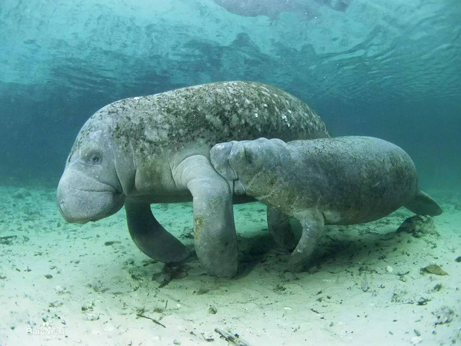 海洋科普(238)| 如何区分海豹 海狮 海狗 海象 海牛