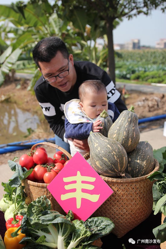 【城事】一千多种蔬菜汇聚南沙！700多种番茄、全国各地的N种菜心你见过未？m6米乐官网(图1)