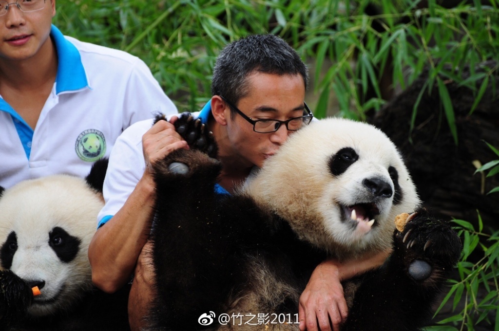 看完这封写给网红滚滚蔓越煤的熊猫情书我懂了啥叫真爱粉