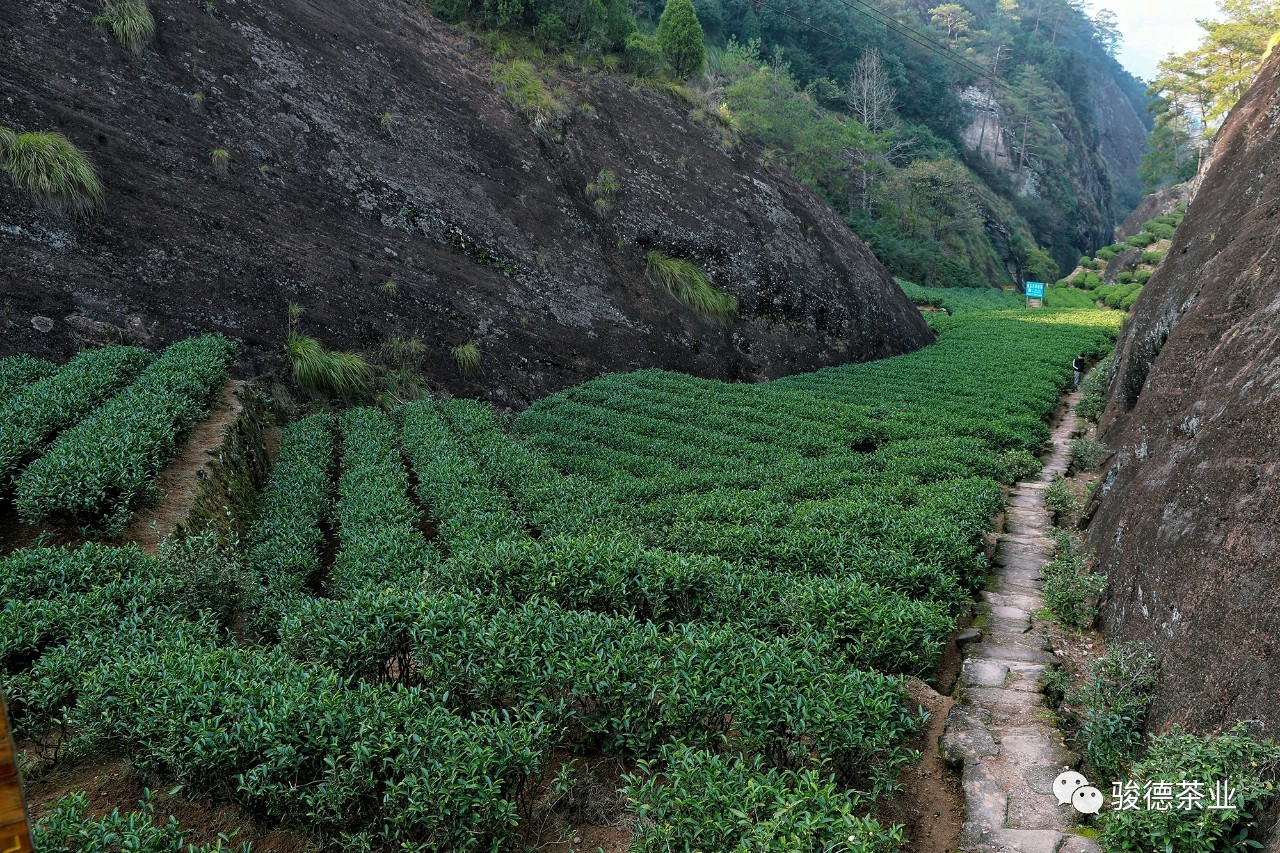 行走茶山间,感受武夷茶