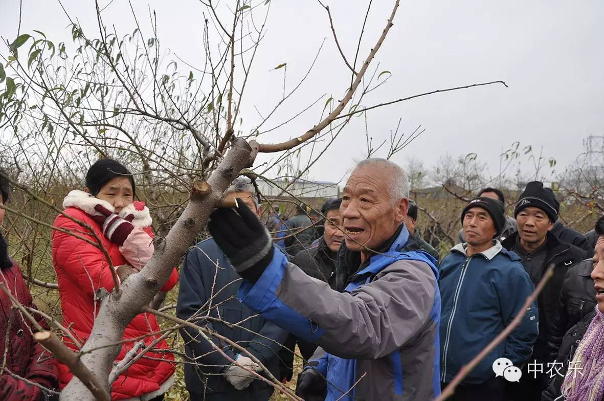 只要主枝(杆)变形,可在合理空间处,主枝背上选一强旺枝,通过短截回缩