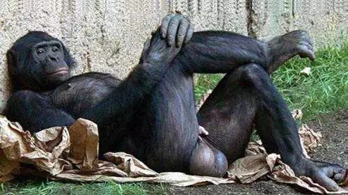 因此,群居的黑猩猩拥有占身体比例更大的睾丸.