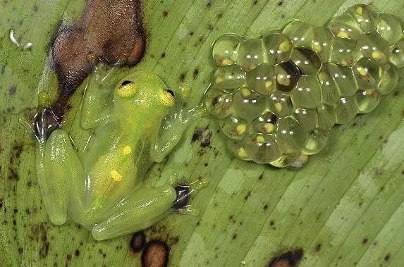 世界上最稀奇的十种生物,笑脸蜘蛛最萌最可爱