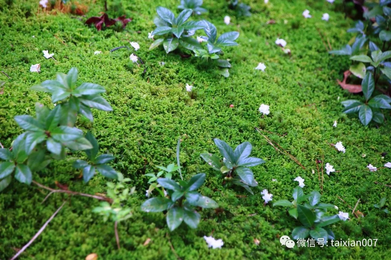 苔藓院子极致唯美