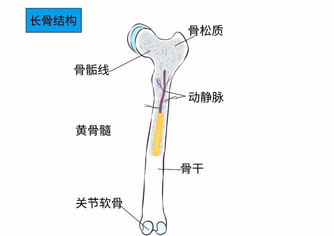 调控人的生长发育所必须的物质,可以促进软骨生长,骺板加宽