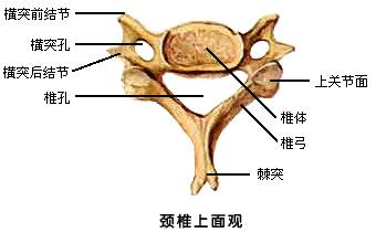 经常肩颈酸痛5分钟让你了解颈椎病