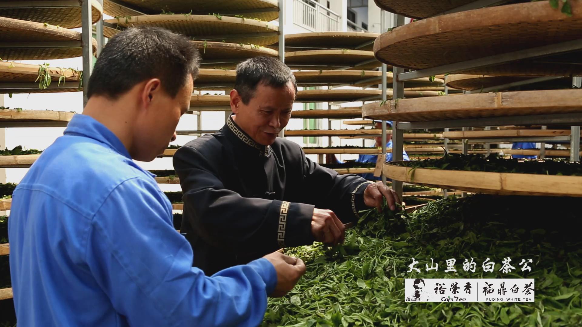 茶人故事|裕荣香蔡良绥"大山里"的白茶公