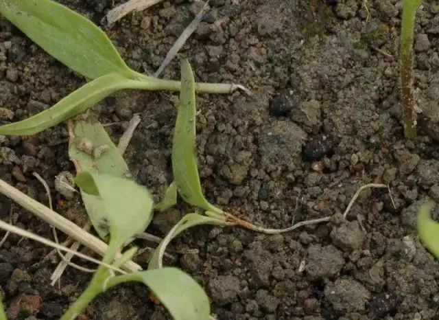 猝倒病 危害症状 幼苗大多从茎基部感病(亦有从茎中部感病者),初为水