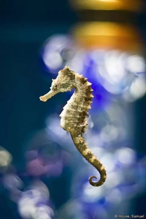 不亦乐乎 海龙科 灰海马 本文来自iseahorse,欢迎转发,谢绝二次转载