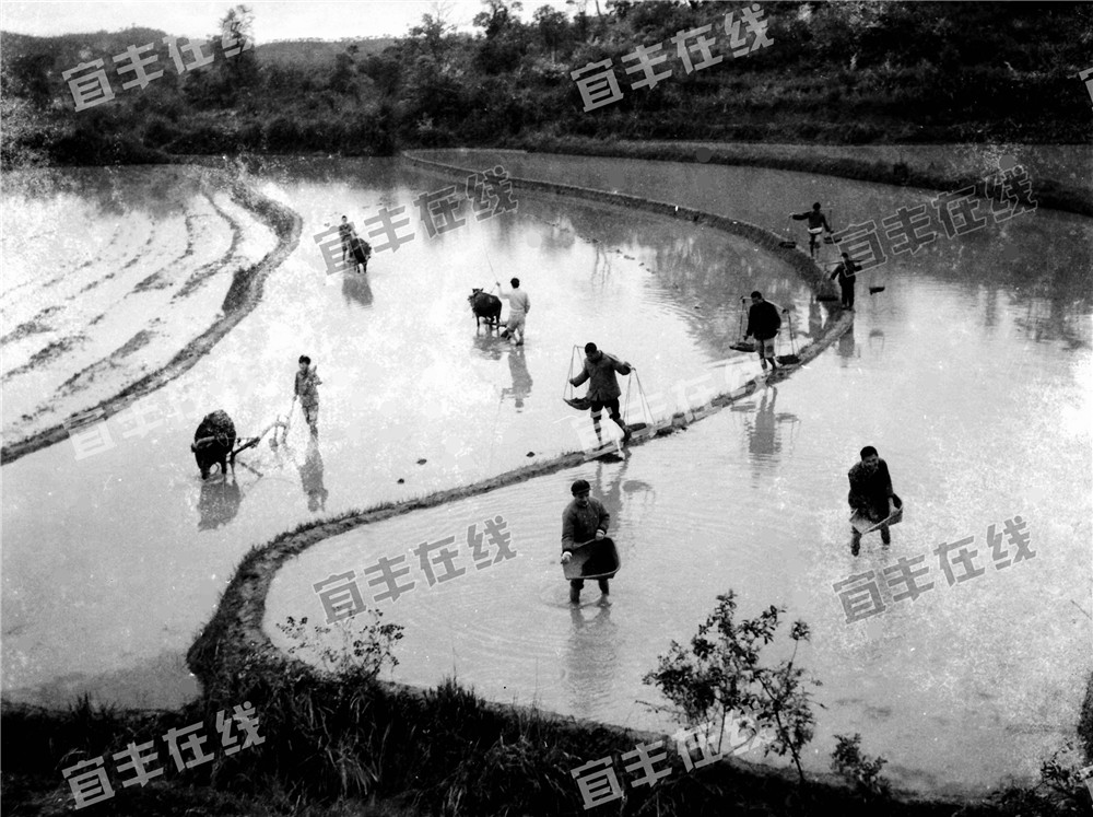 一组70年代宜丰集体农耕珍贵老照片及视频,首度曝光!