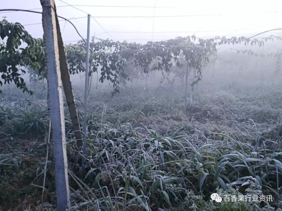 连续霜冻天气,百香果如何防冻减损?