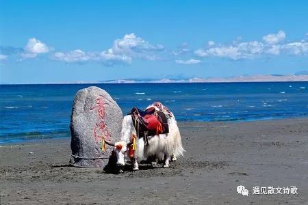 【朗诵】此刻我睡在青海湖边