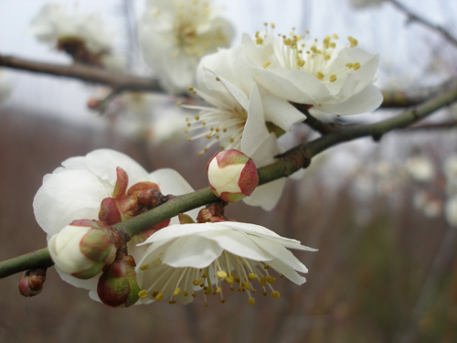 平顶山梅花苗梅花树梅花基地三轮玉碟梅介绍