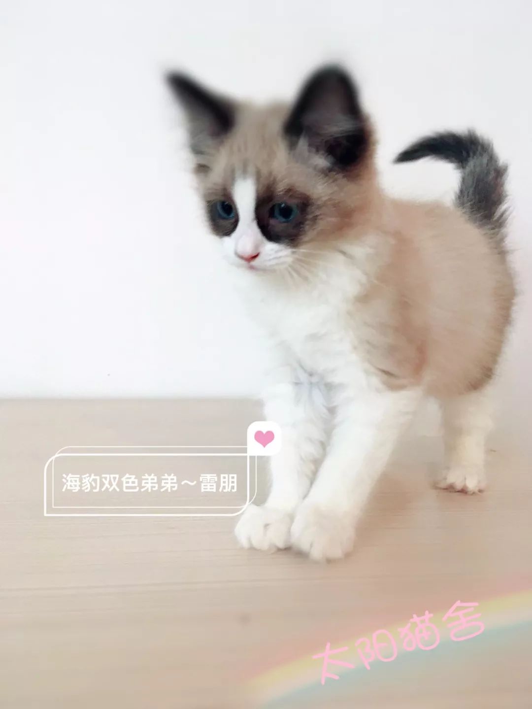 一只自戴墨镜的猫