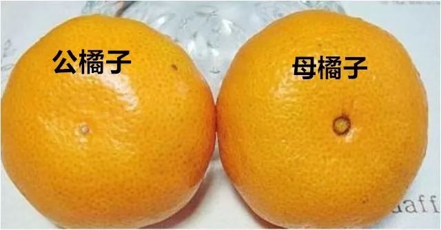 橘子,梨也分公母,"母"的更甜更多汁,学会怎么挑,水果
