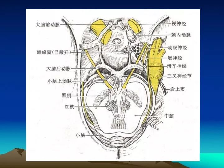 [学习资料]海绵窦的解剖