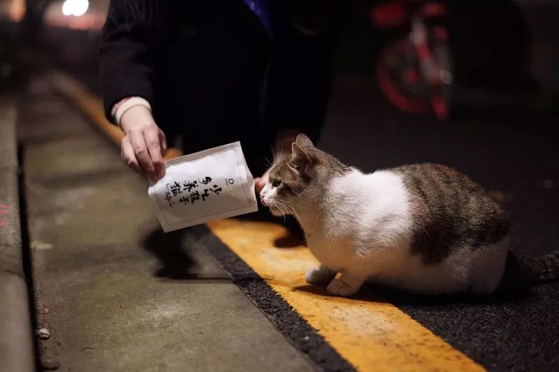 24,南山花卉小镇流浪猫狗关爱