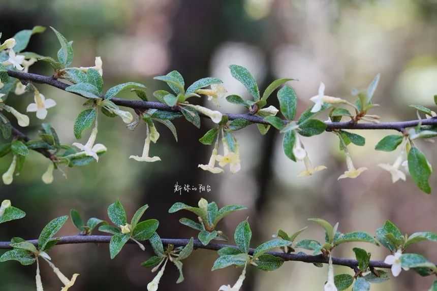 2017年遇到的花