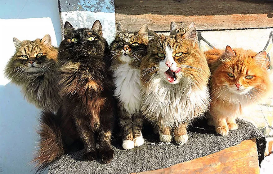 她在农场里养了上百只西伯利亚猫这雪地里的一坨坨高贵气质喵