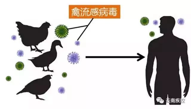 什么是人感染h7n9禽流感?