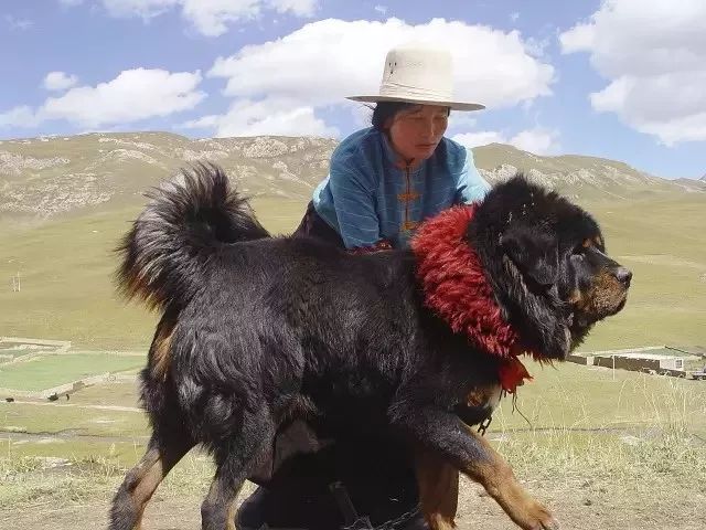 (正是在这样的背景下,原本并不为国人所知的藏獒,引起了爱狗者和投机