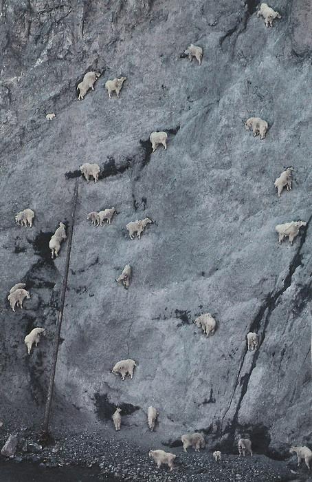 北美野山羊是动物王国中最不可思议的登山者,照片就是