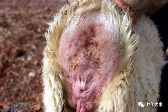 山羊痘,由山羊痘病毒引起的热性接触性传染病.