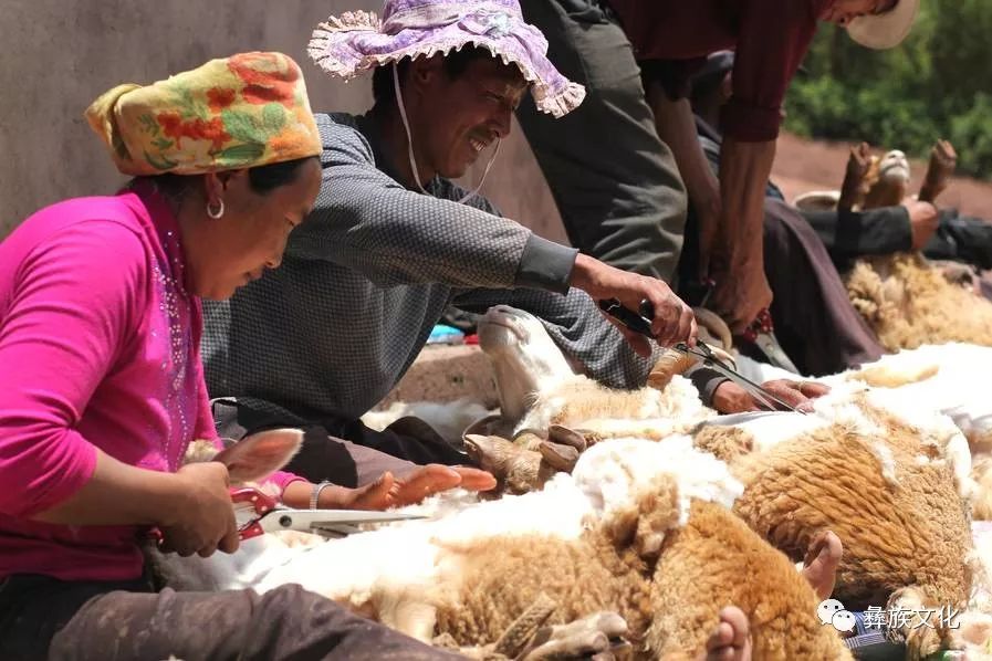 在彝区,妇女为剪羊毛徒手抱起一只肥羊(多图)