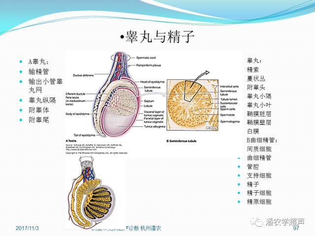 超声微课堂阴囊常见病超声诊断睾丸和附睾超声检查