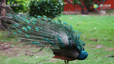 雄孔雀在繁殖期里会频频开屏 围着雌孔雀炫耀华丽的尾屏 (雌孔雀也会