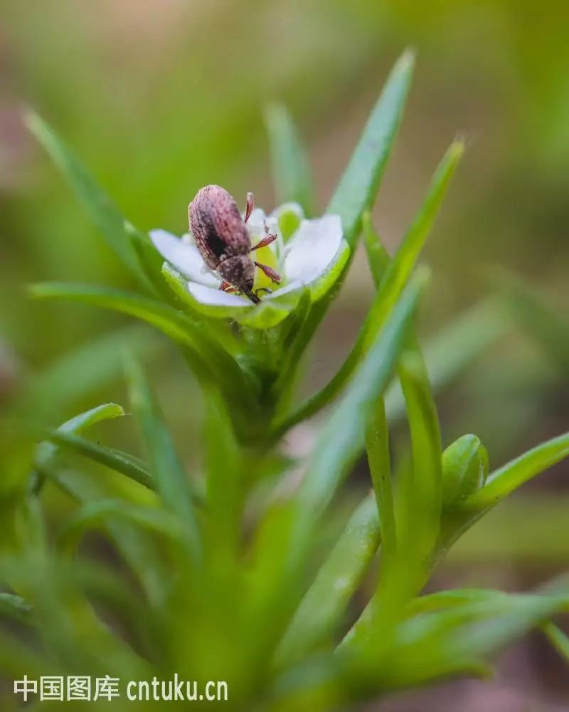 ohwi[spergula japonica sw 别名:牛毛粘,瓜槌草,蛇牙草,牙齿草