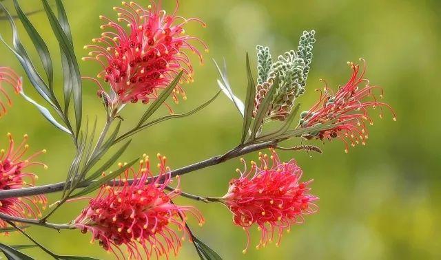 红花银桦:盛花时满树繁花,红艳一片