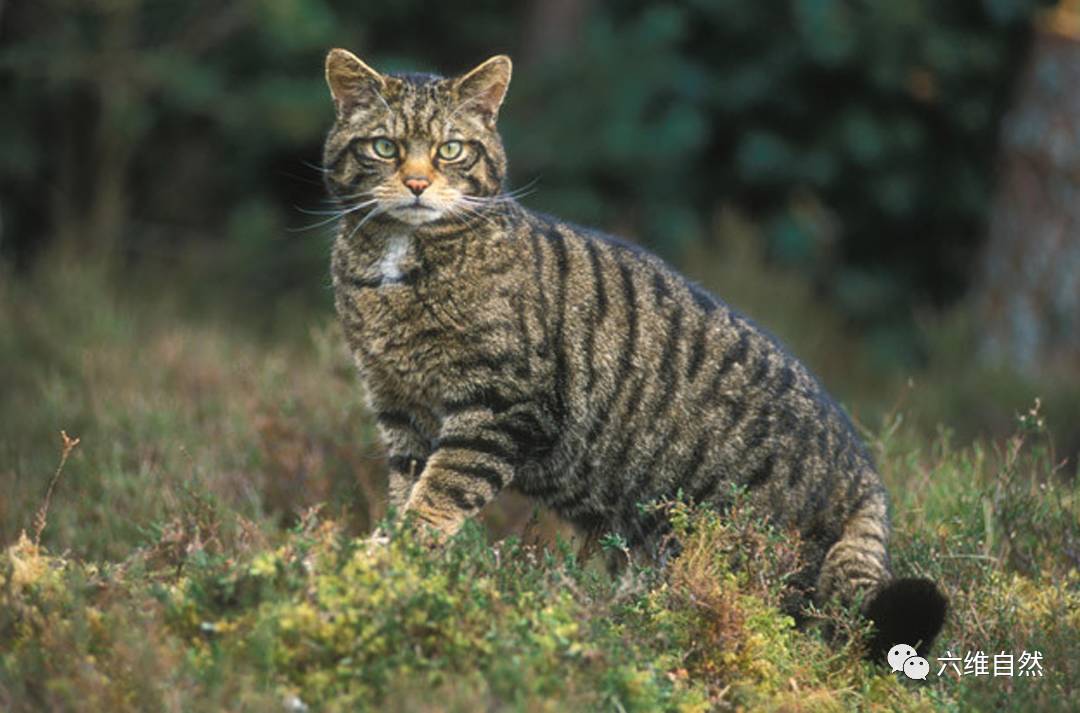 吓得有些地方将家猫宵禁野猫人道