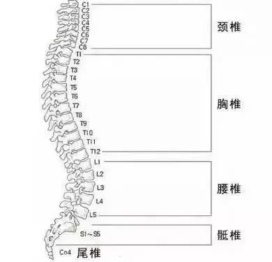 是所有活动的控制中心,  脊柱除了支撑人体的架构, 也是保护脊髓最