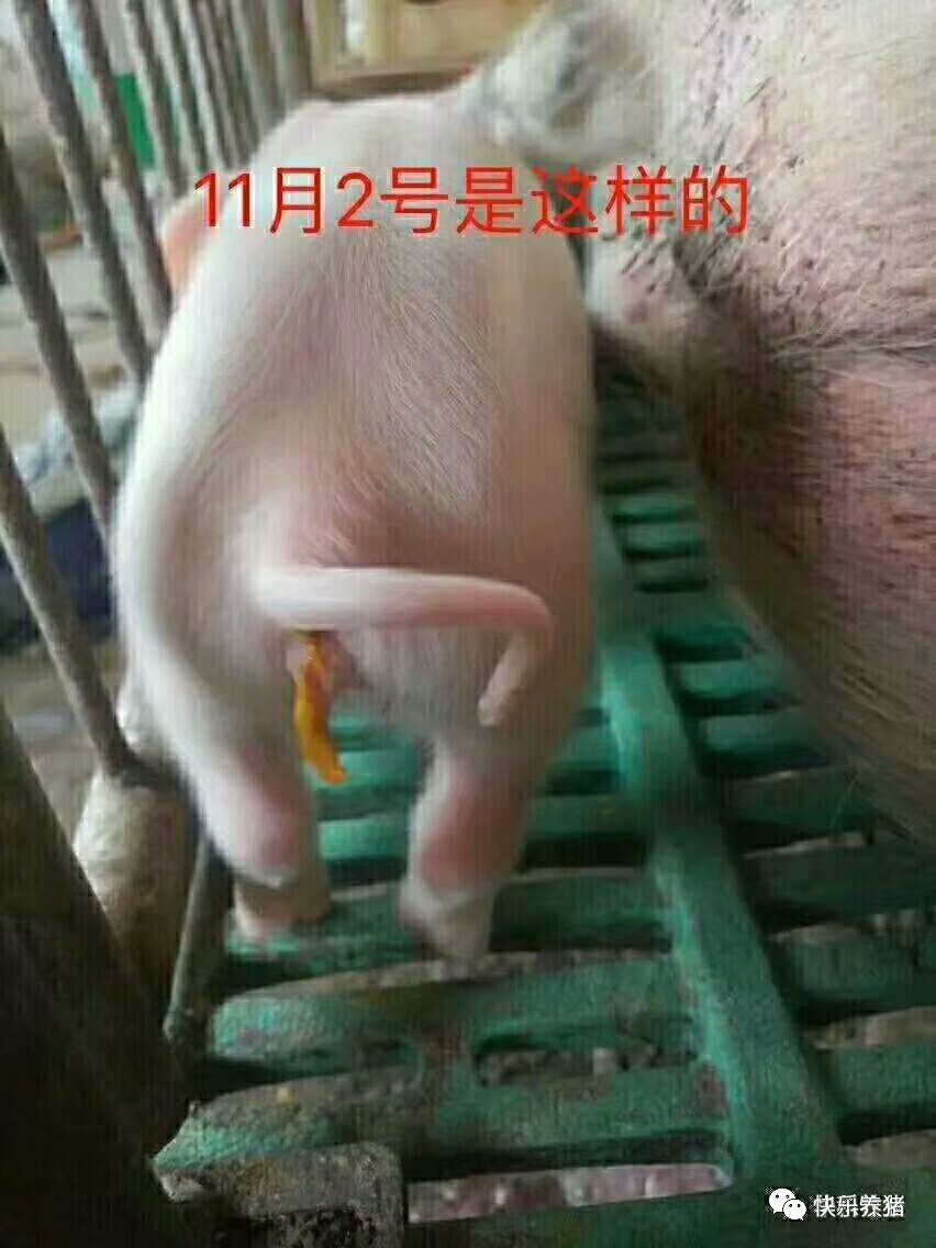 宠物 正文  腹腔补液是""保命""!