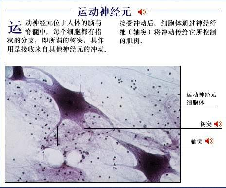 运动神经元病不可忽视的问题