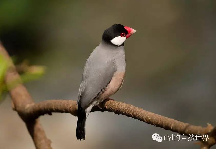 【rlyl物种说】今日--爪哇禾雀(java sparrow)