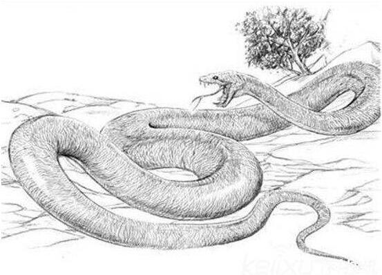 印度古裂口蛇像其他古代的蛇般,没有像蚺科,蟒属及新蛇总科的大裂口.