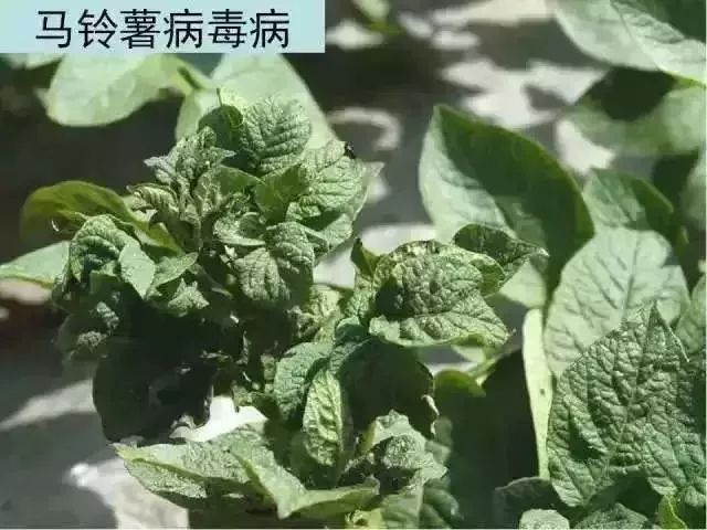 马铃薯病虫害防治最佳方案