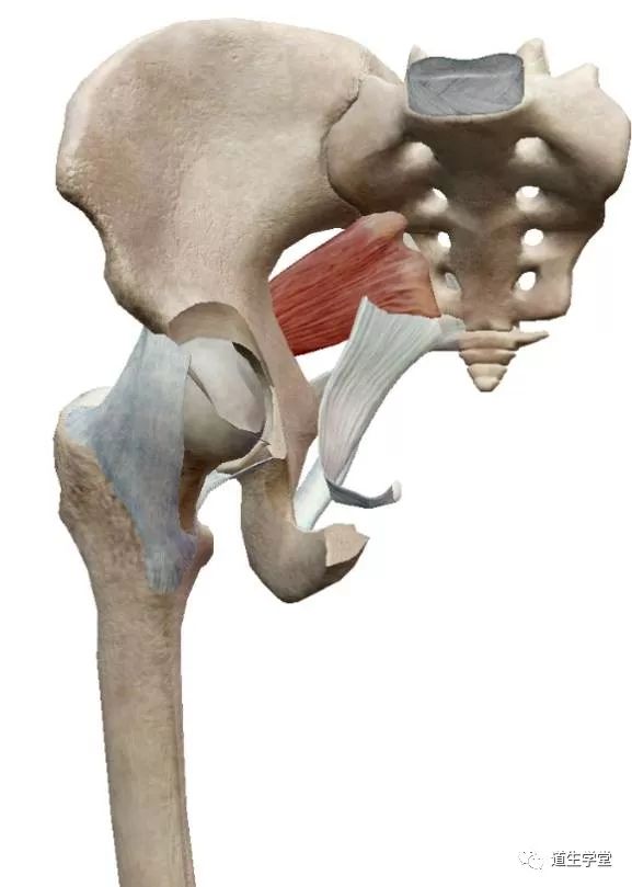 起止:起自骶2～4椎体前面,沿骨盆壁向外下行走,经过坐骨大孔,将该孔分