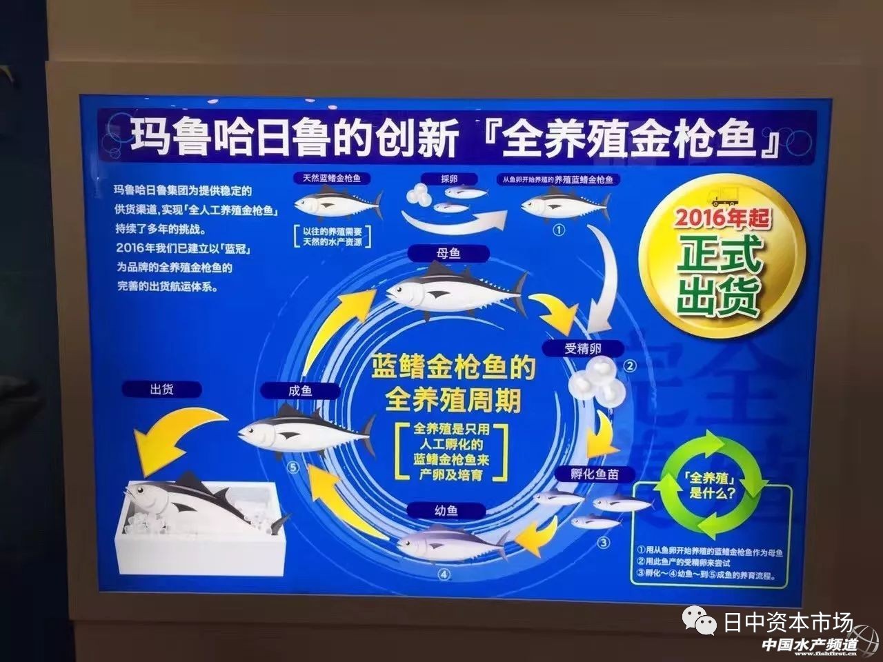 日本科技：金枪鱼半捕捞半养殖模式将被全养殖取代