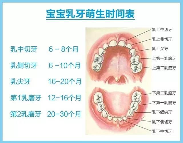 而乳牙一旦损坏,宝宝的面部发育也会受到影响 1, 出生～第一颗乳牙萌