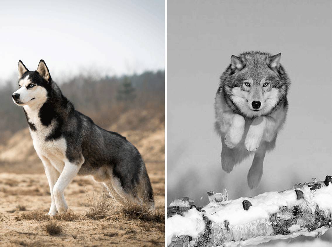 现在的家犬 祖先可以上溯到灰狼,这也就是为什么,阿拉斯加犬和狼长得
