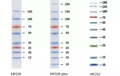 彩虹预染蛋白marker
