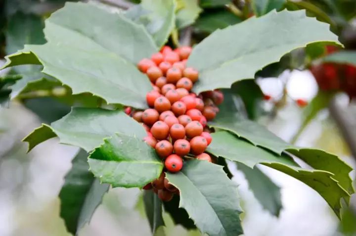 2  大叶冬青 苦丁茶ilex latifolia 常绿乔木;叶片厚革质,花淡黄绿色